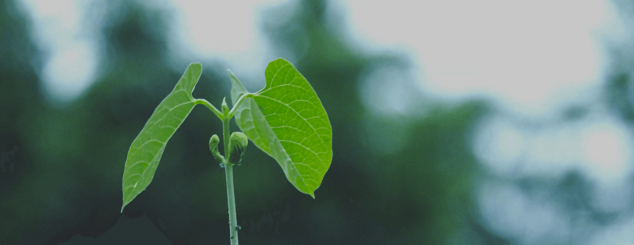 Insights header banner