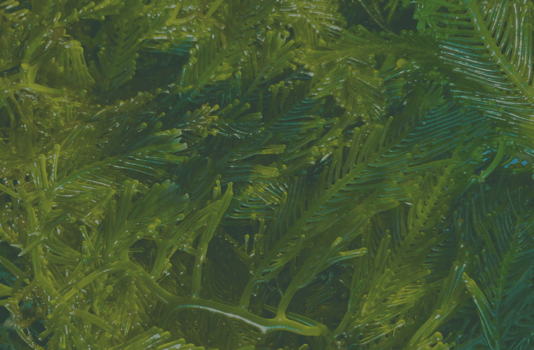 The Seaweed Social Business