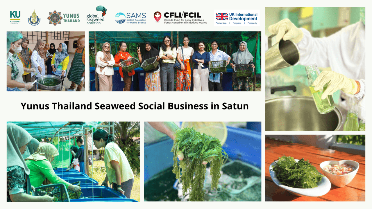 Addressing Food Insecurity Through Caulerpa Seaweed Cultivation in Satun, Thailand