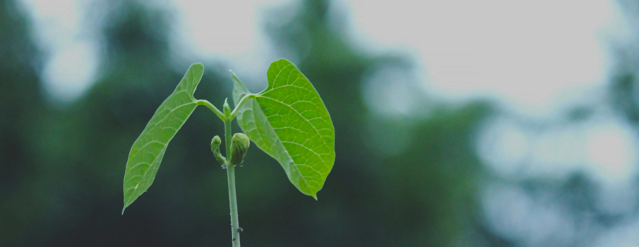 Insights header banner